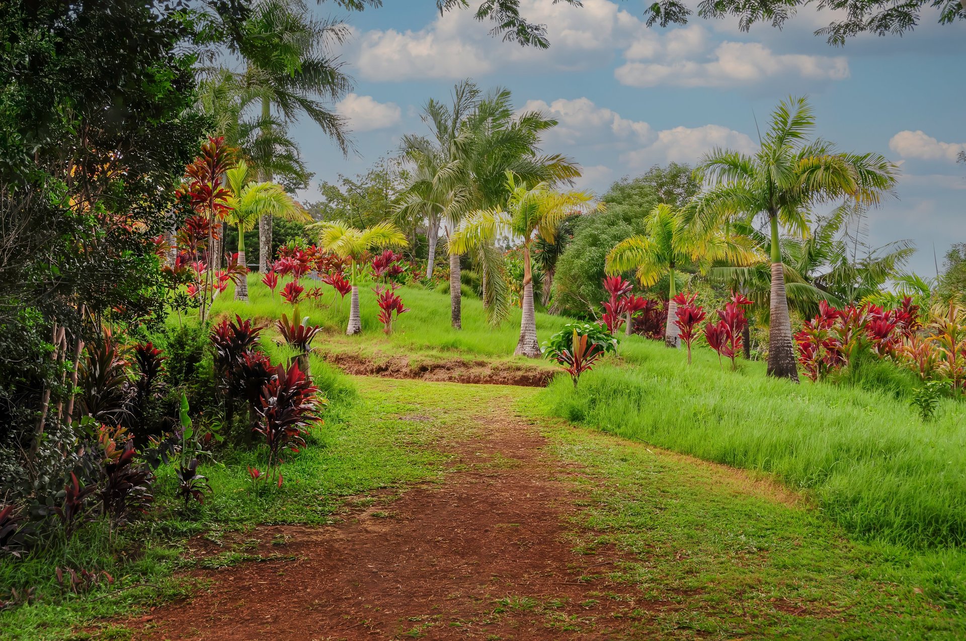 Camino tropical en Hawaii