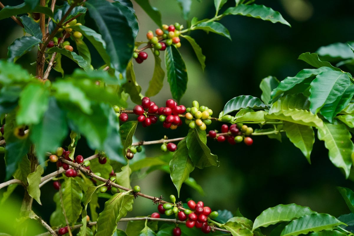Coffee bush with red and green beans in the coffee region in the Colombian mountains